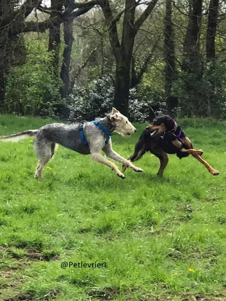 Rusk Lurcher Adozione Levrieri 9