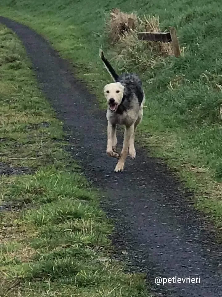 Rusk adozione deerhound 10