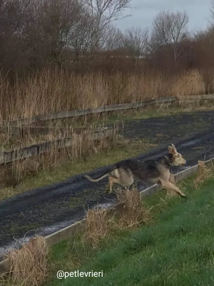 Rusk adozione deerhound 12