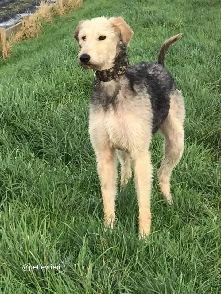 Rusk adozione deerhound 14