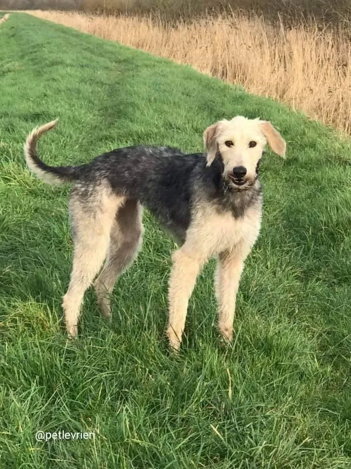 Rusk adozione deerhound 15