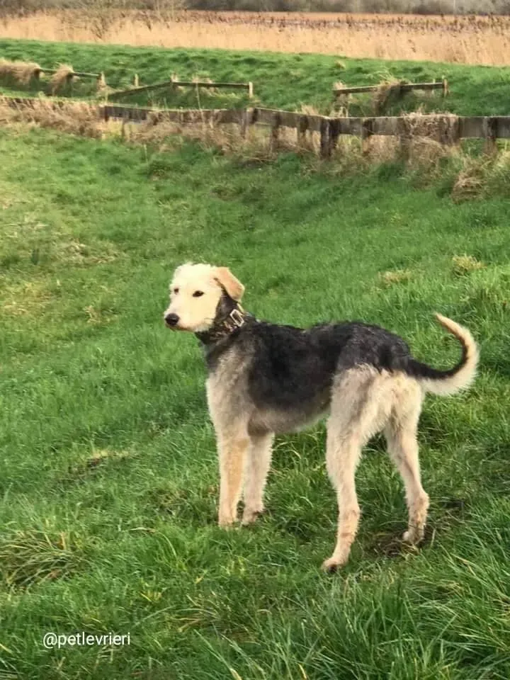 Rusk adozione deerhound 16