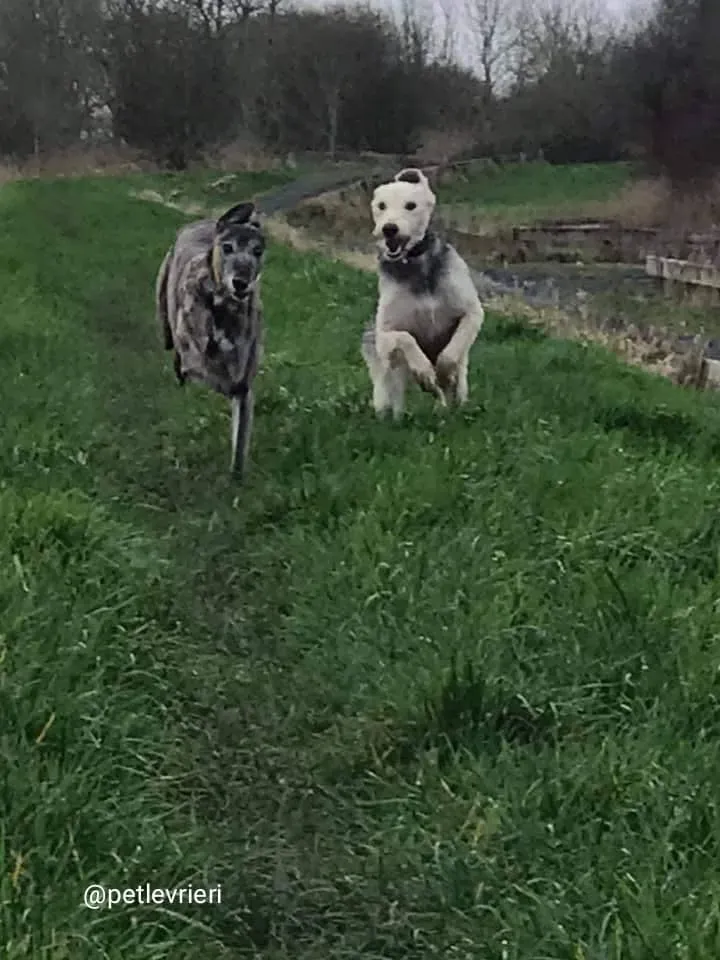 Rusk adozione deerhound 5