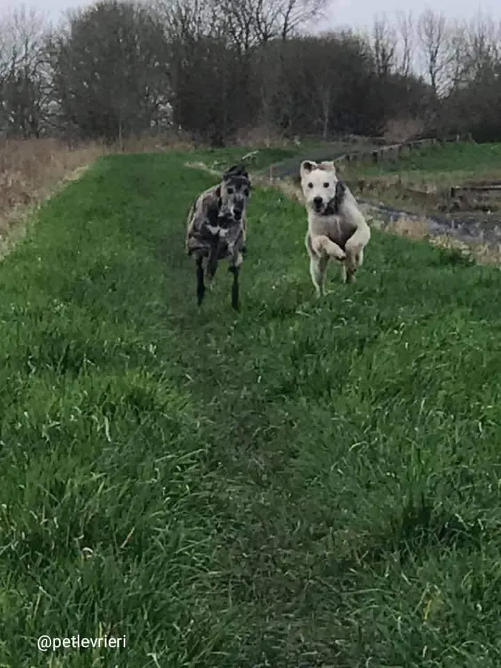 Rusk adozione deerhound 6