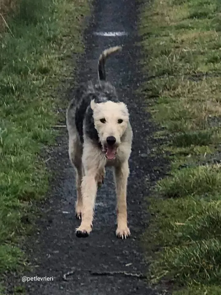 Rusk adozione deerhound 8