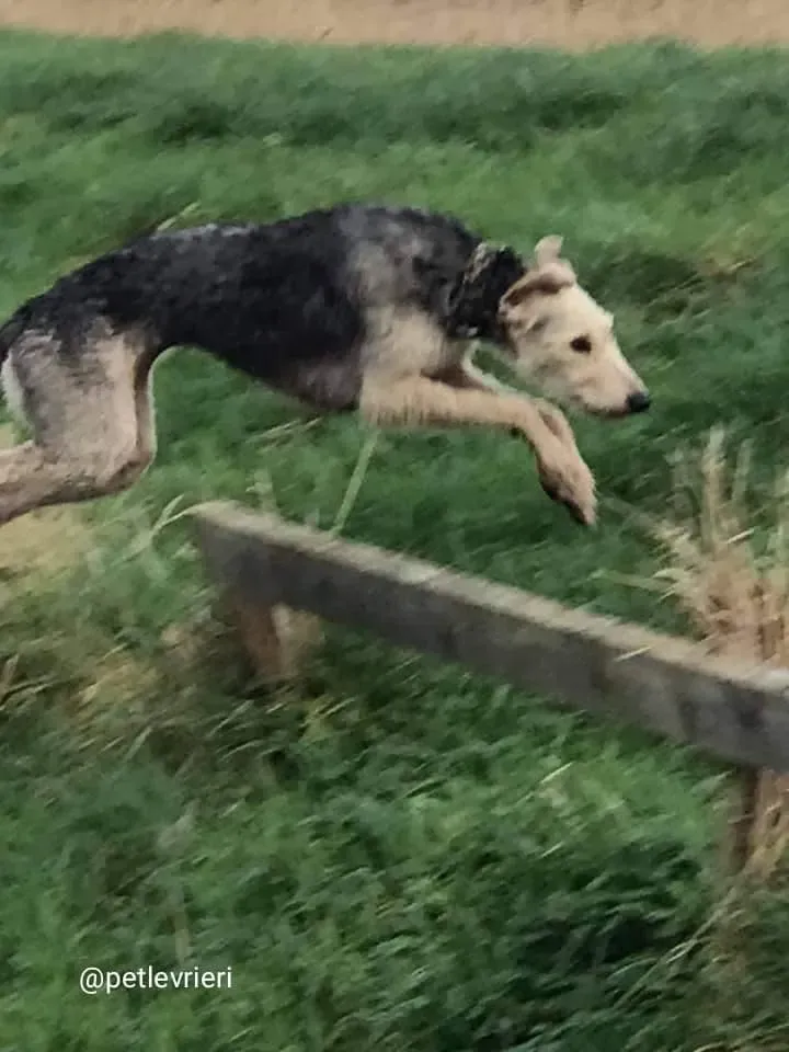 Rusk adozione deerhound 9