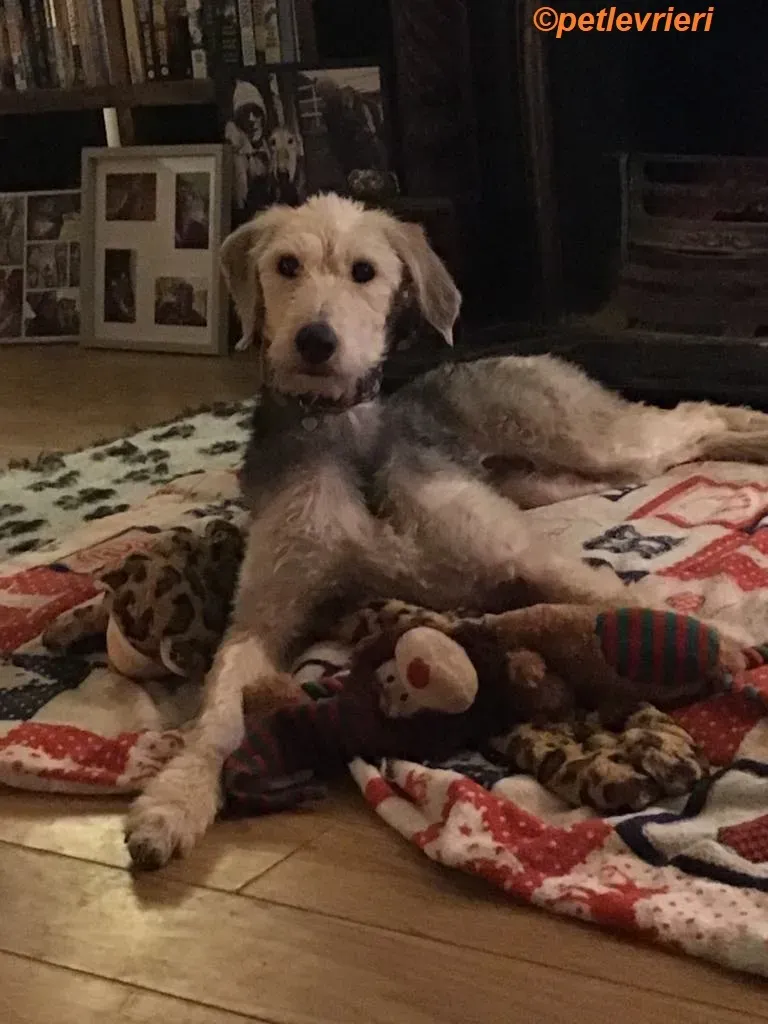 Rusk adozione levrieri greyhound 16