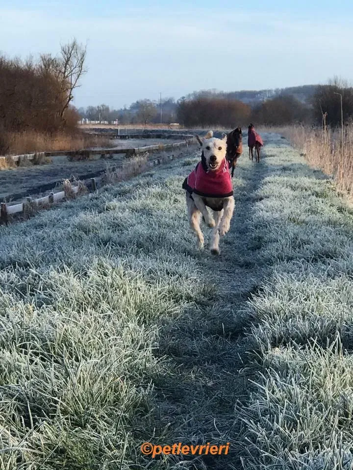 Rusk adozione levrieri greyhound 17