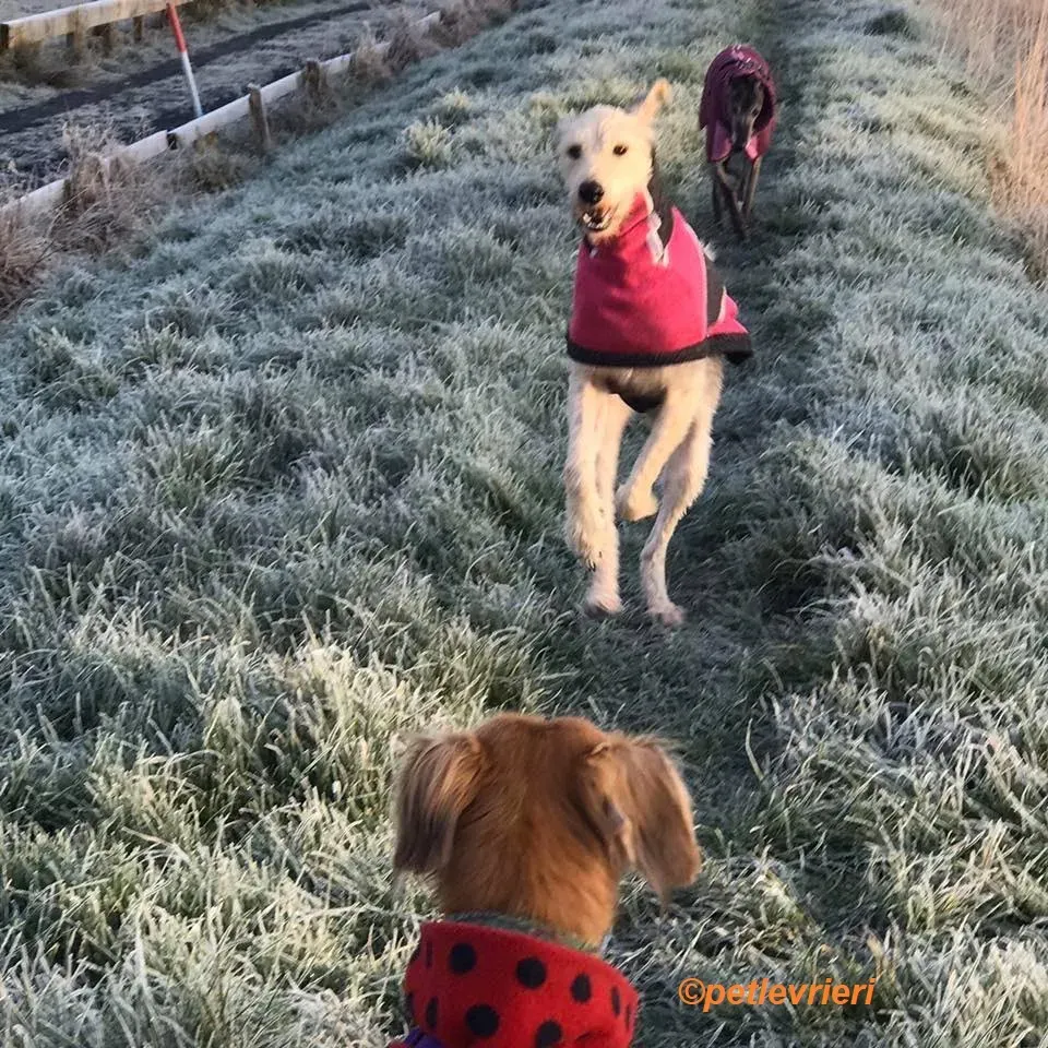 Rusk adozione levrieri greyhound 18