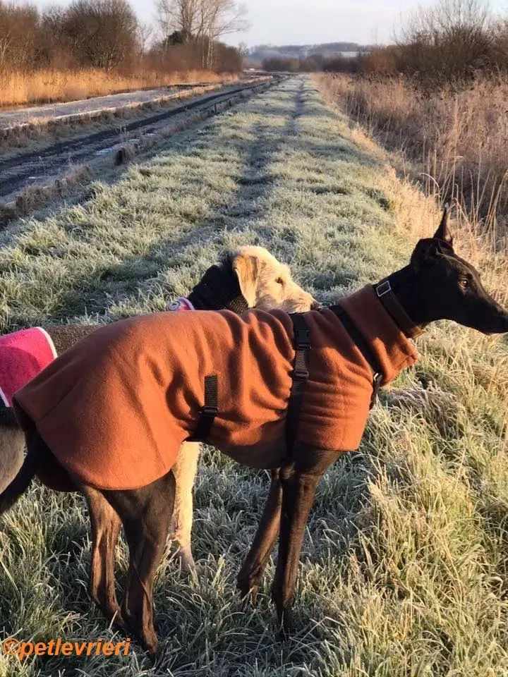 Rusk adozione levrieri greyhound 19