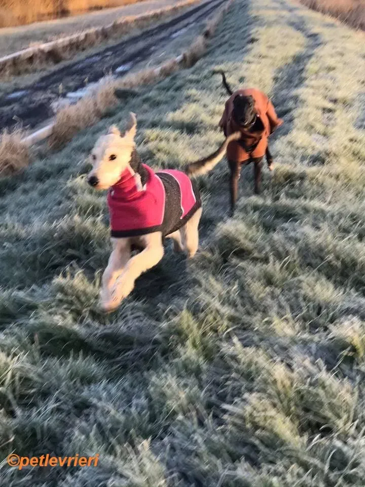 Rusk adozione levrieri greyhound 20
