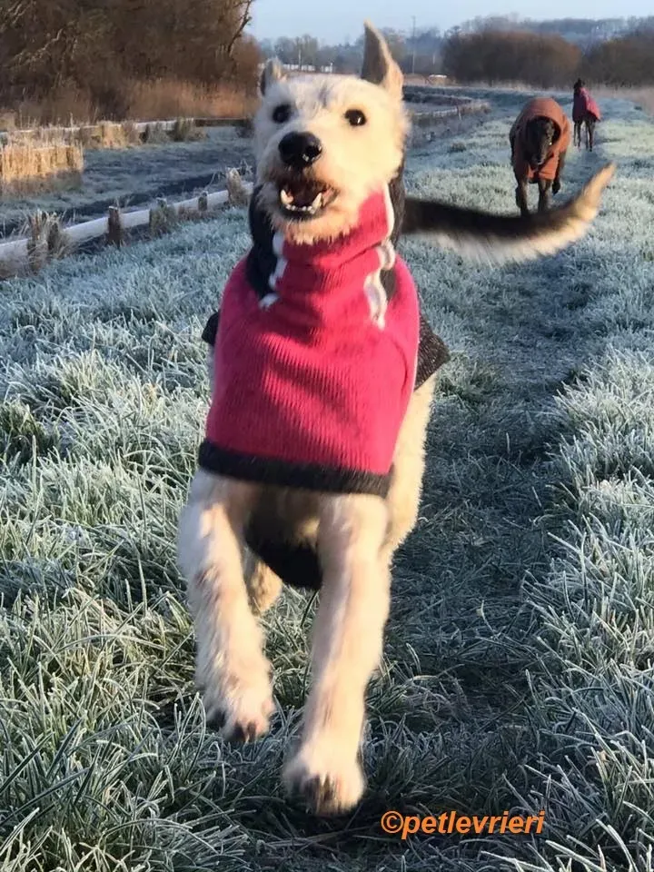 Rusk adozione levrieri greyhound 21