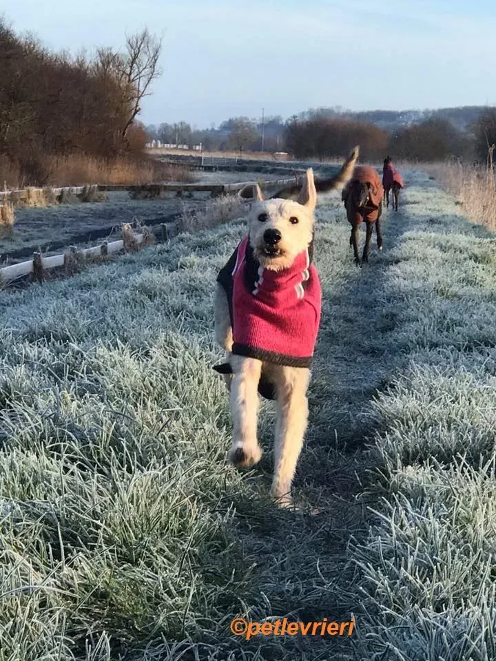 Rusk adozione levrieri greyhound 22