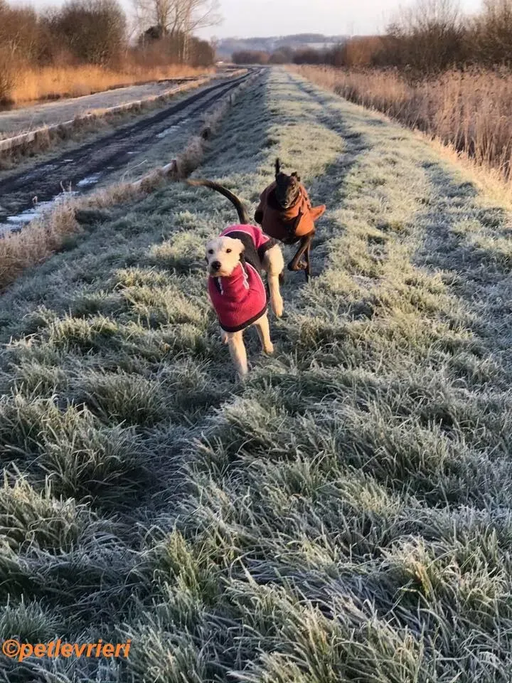 Rusk adozione levrieri greyhound 23