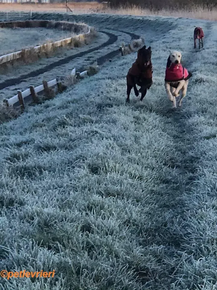 Rusk adozione levrieri greyhound 24