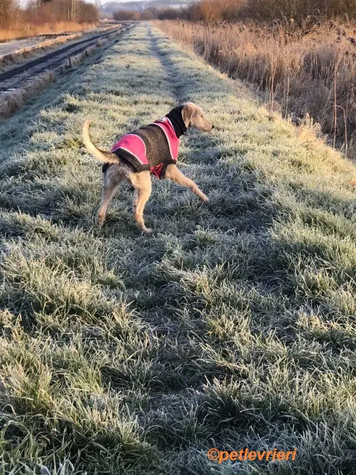 Rusk adozione levrieri greyhound 25