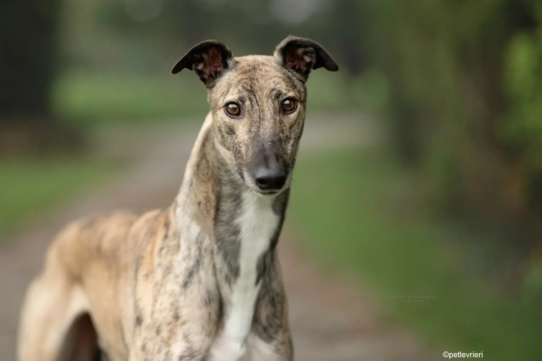 Rusty adozione levrieri greyhound 1