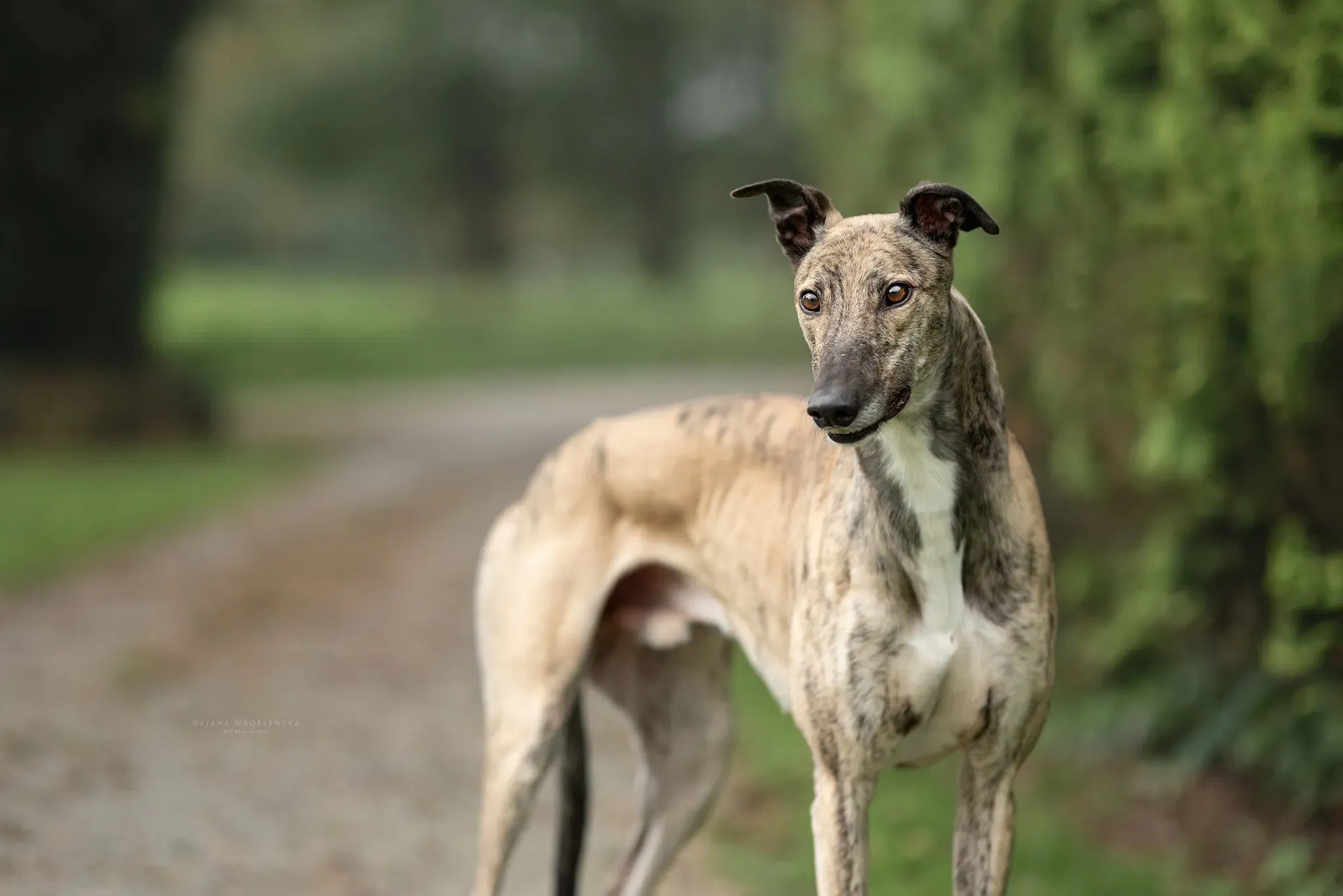 Rusty adozione levrieri greyhound 2