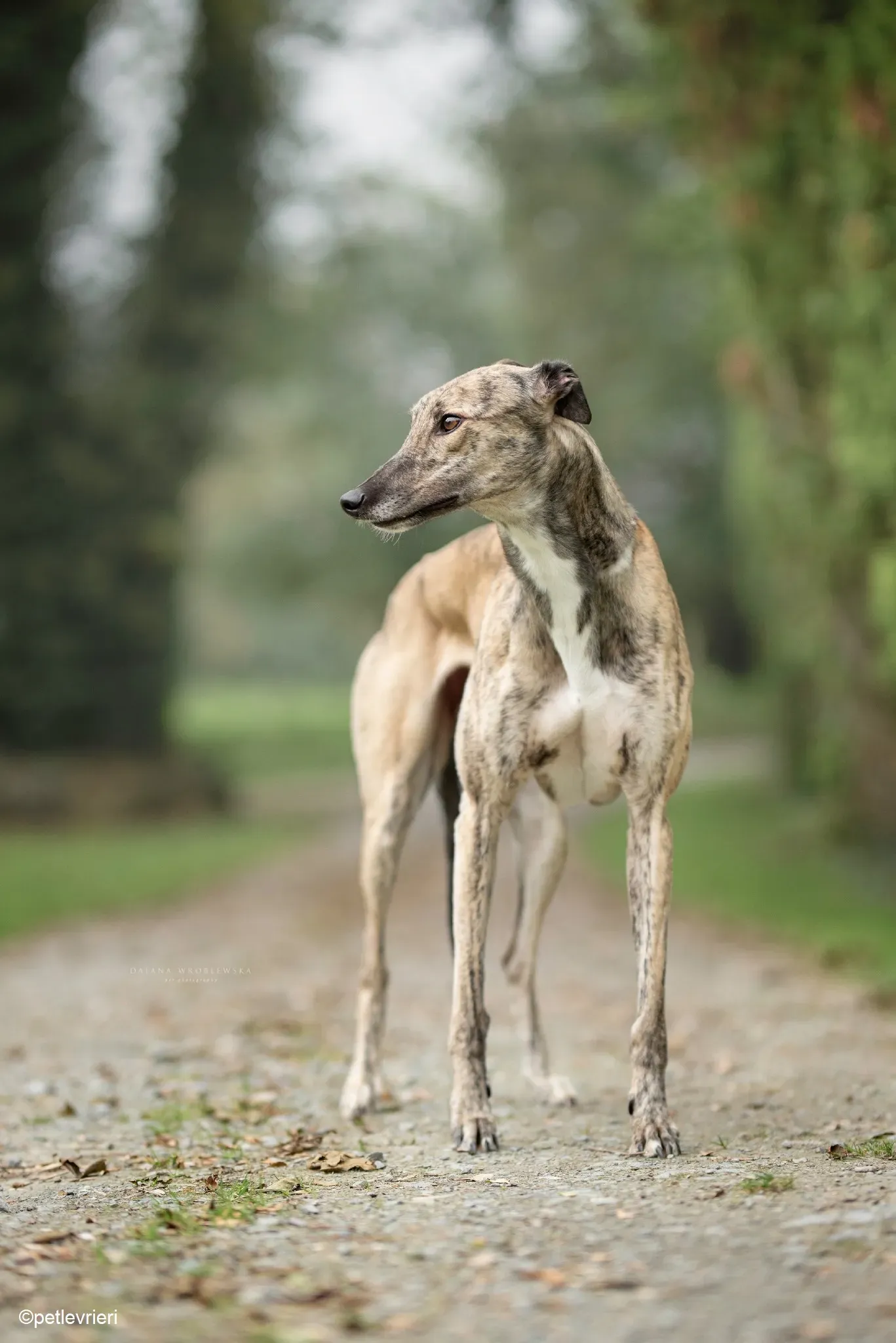 Rusty adozione levrieri greyhound 3