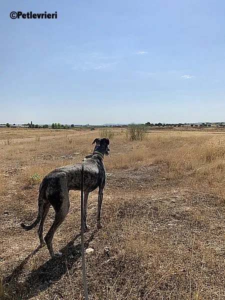 Ruta adozione levrieri galgo 1 copia