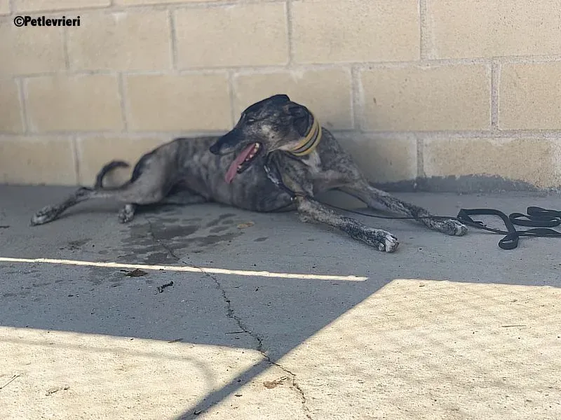 Ruta adozione levrieri galgo 10