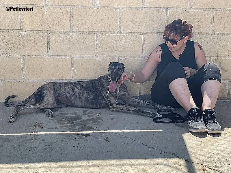 Ruta adozione levrieri galgo 11