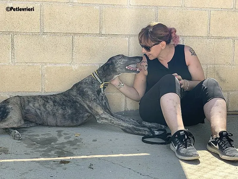 Ruta adozione levrieri galgo 2