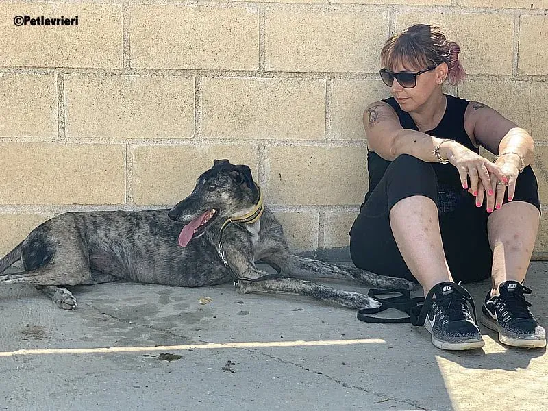 Ruta adozione levrieri galgo 3