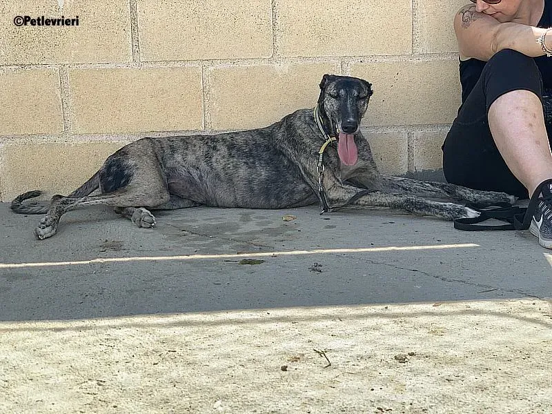 Ruta adozione levrieri galgo 4