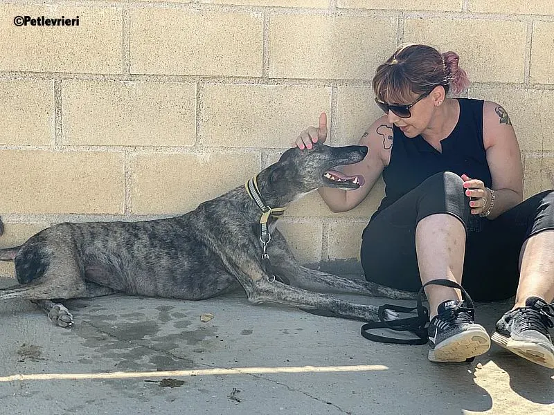 Ruta adozione levrieri galgo 5