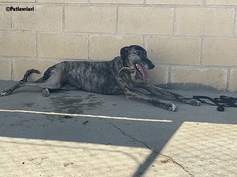 Ruta adozione levrieri galgo 6