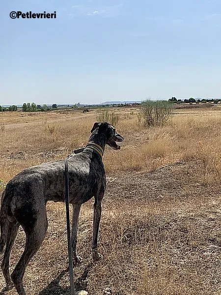 Ruta adozione levrieri galgo 7