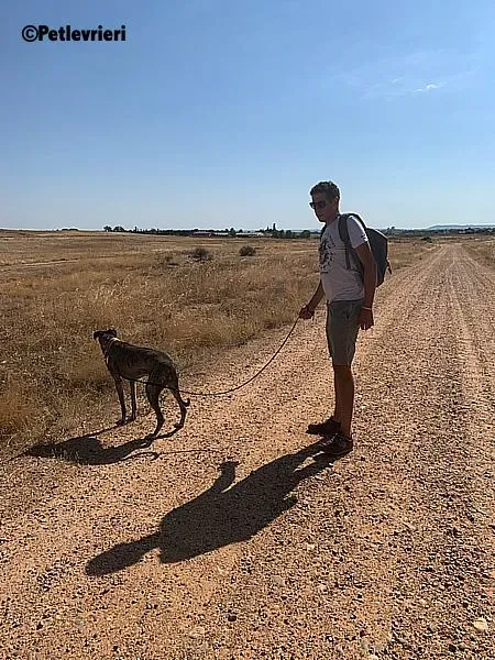 Ruta adozione levrieri galgo 8