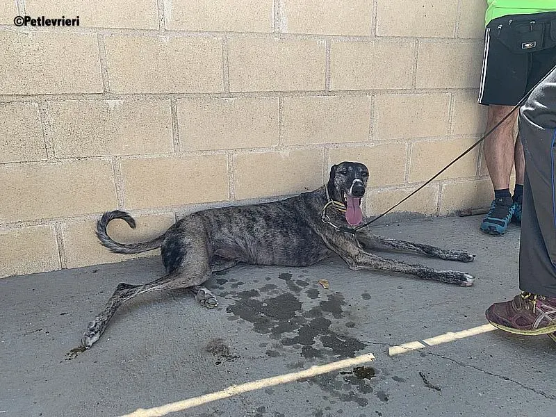 Ruta adozione levrieri galgo 9