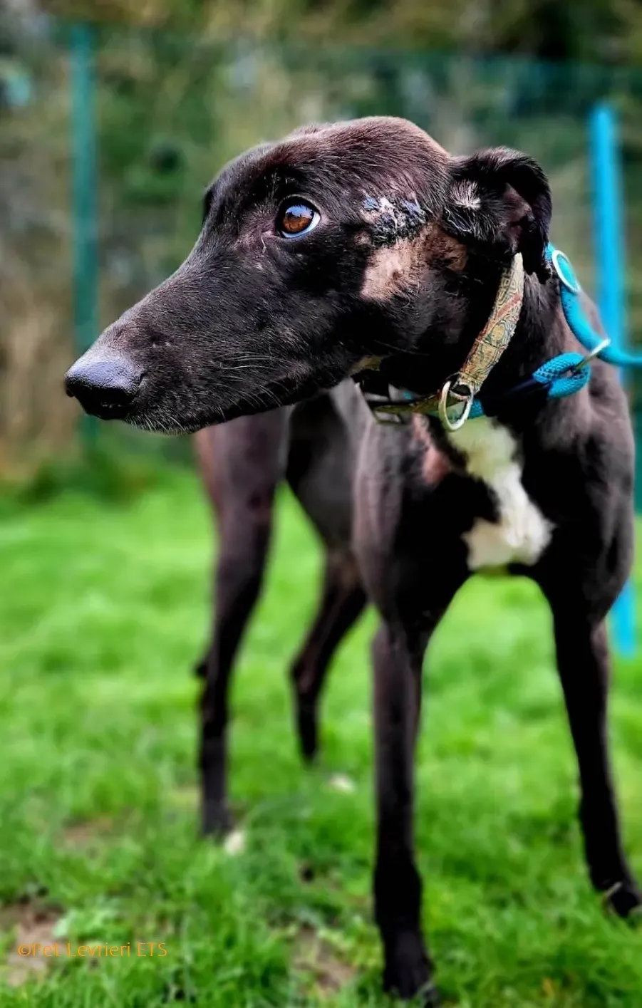 Ryadh adozione levrieri greyhound 1