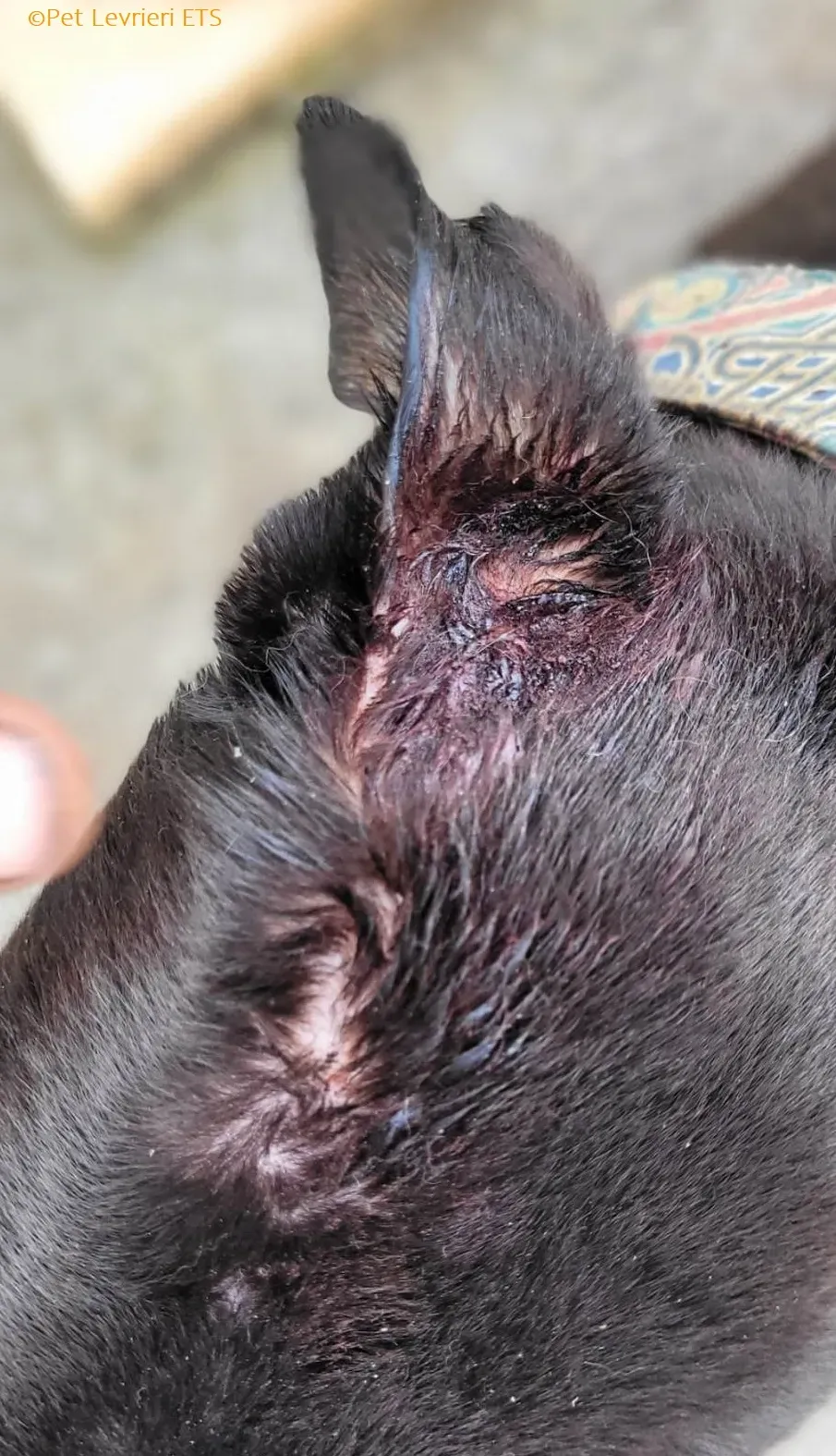 Ryadh adozione levrieri greyhound 10