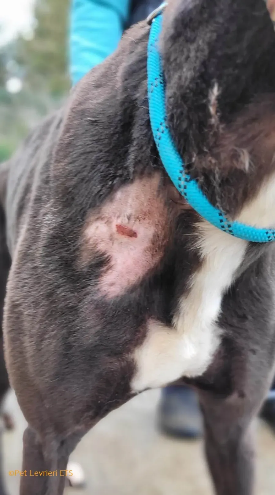 Ryadh adozione levrieri greyhound 11