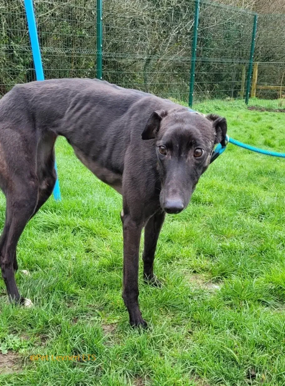 Ryadh adozione levrieri greyhound 2