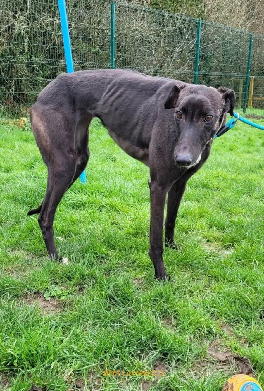 Ryadh adozione levrieri greyhound 3