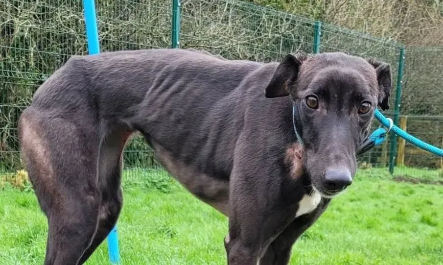 Ryadh adozione levrieri greyhound 4 e1683612741294