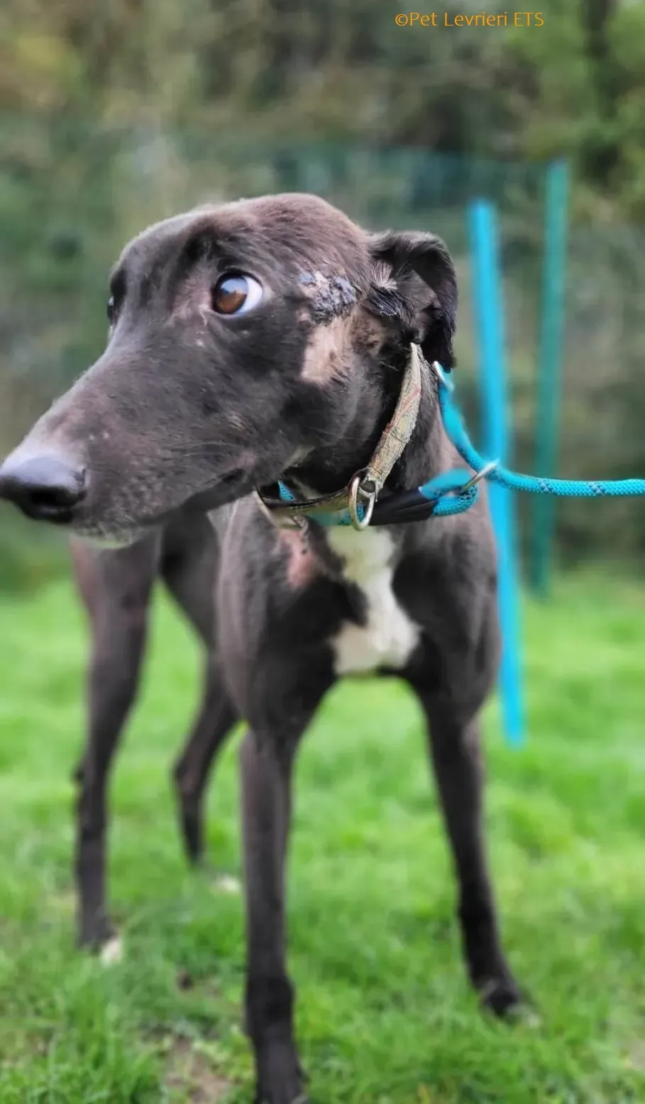 Ryadh adozione levrieri greyhound 5