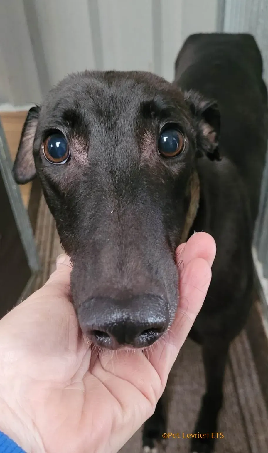 Ryadh adozione levrieri greyhound 6