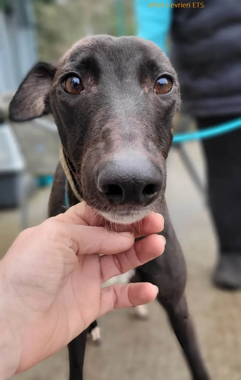 Ryadh adozione levrieri greyhound 7