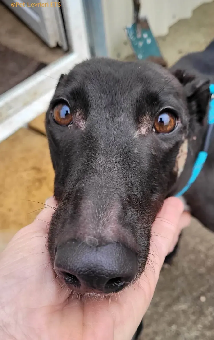 Ryadh adozione levrieri greyhound 8