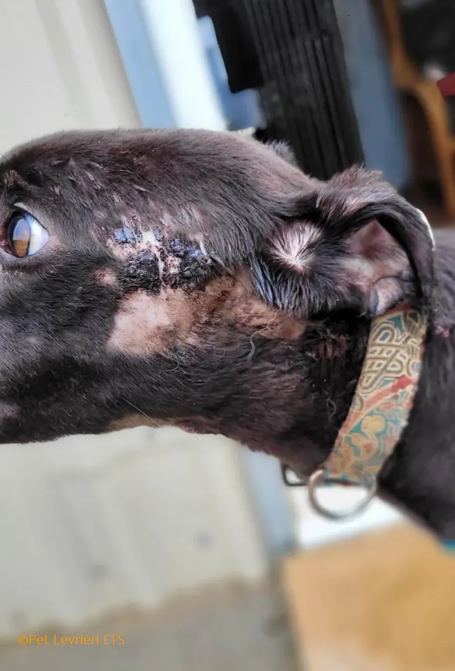 Ryadh adozione levrieri greyhound 9