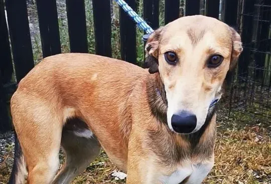 Ryder adozione levrieri greyhound 1 e1630999730742