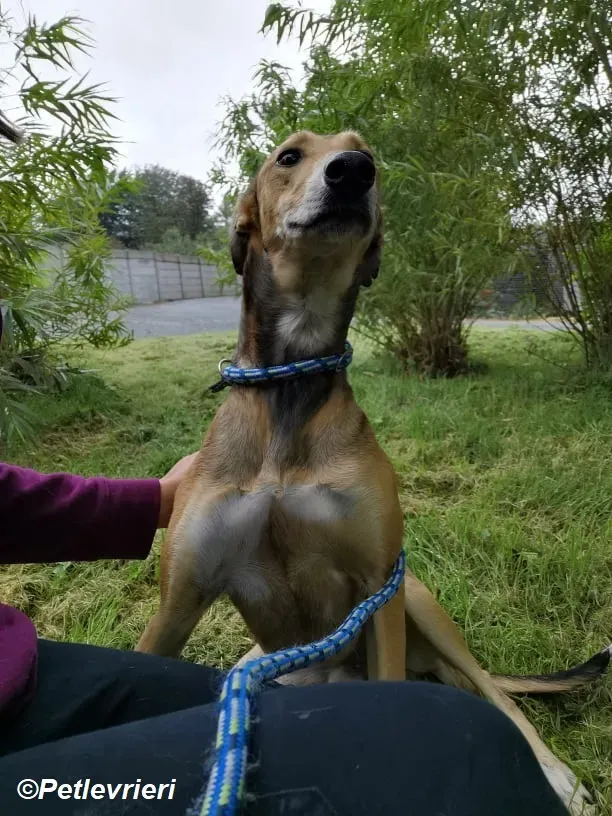 Ryder adozione levrieri greyhound 10