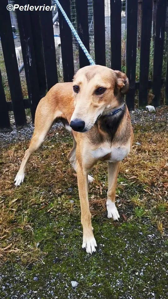 Ryder adozione levrieri greyhound 2