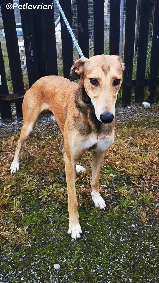 Ryder adozione levrieri greyhound 3