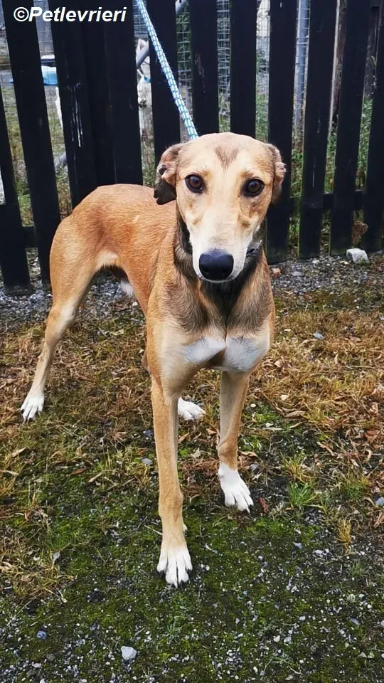Ryder adozione levrieri greyhound 4